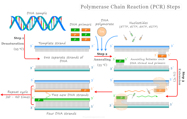 Real-Time PCR Machine