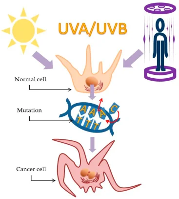 UV exposure and DNA damage diagram